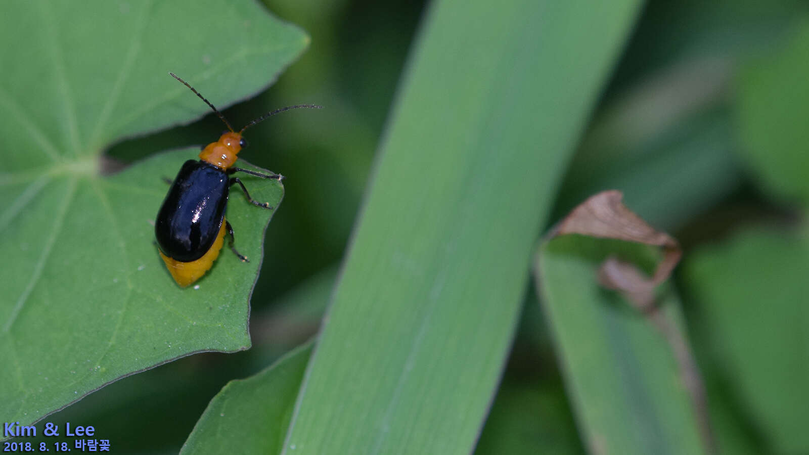 Image of <i>Aulacophora nigripennis</i>