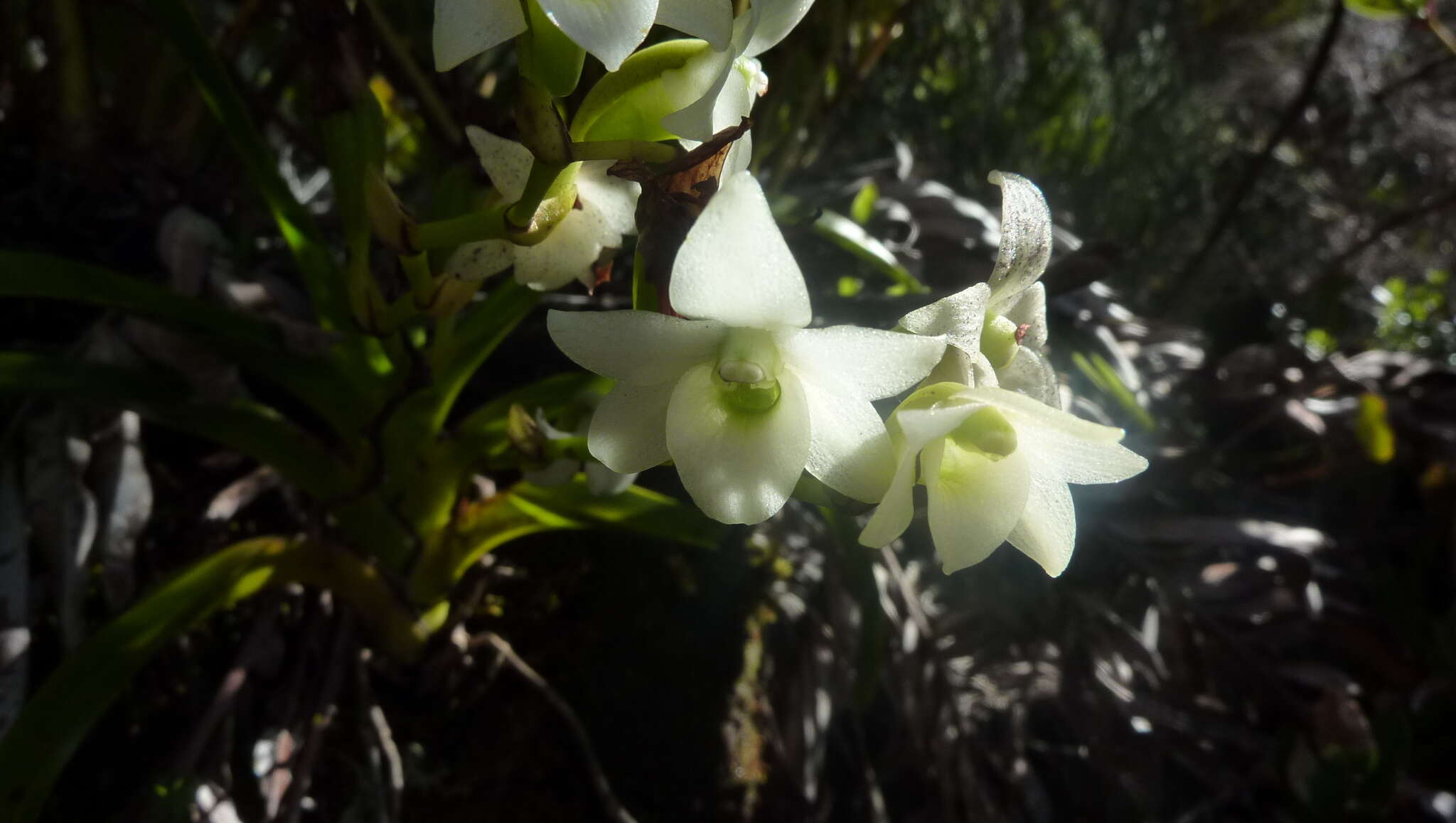 Image de Angraecum striatum Thouars