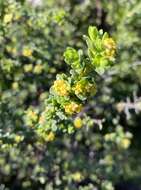 Image of Pimelea serpyllifolia subsp. serpyllifolia