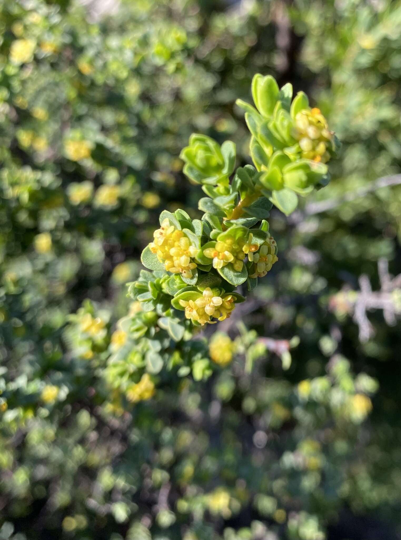 صورة Pimelea serpyllifolia subsp. serpyllifolia