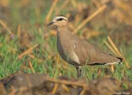 Image of Sociable Lapwing