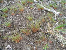 Image of early hair-grass