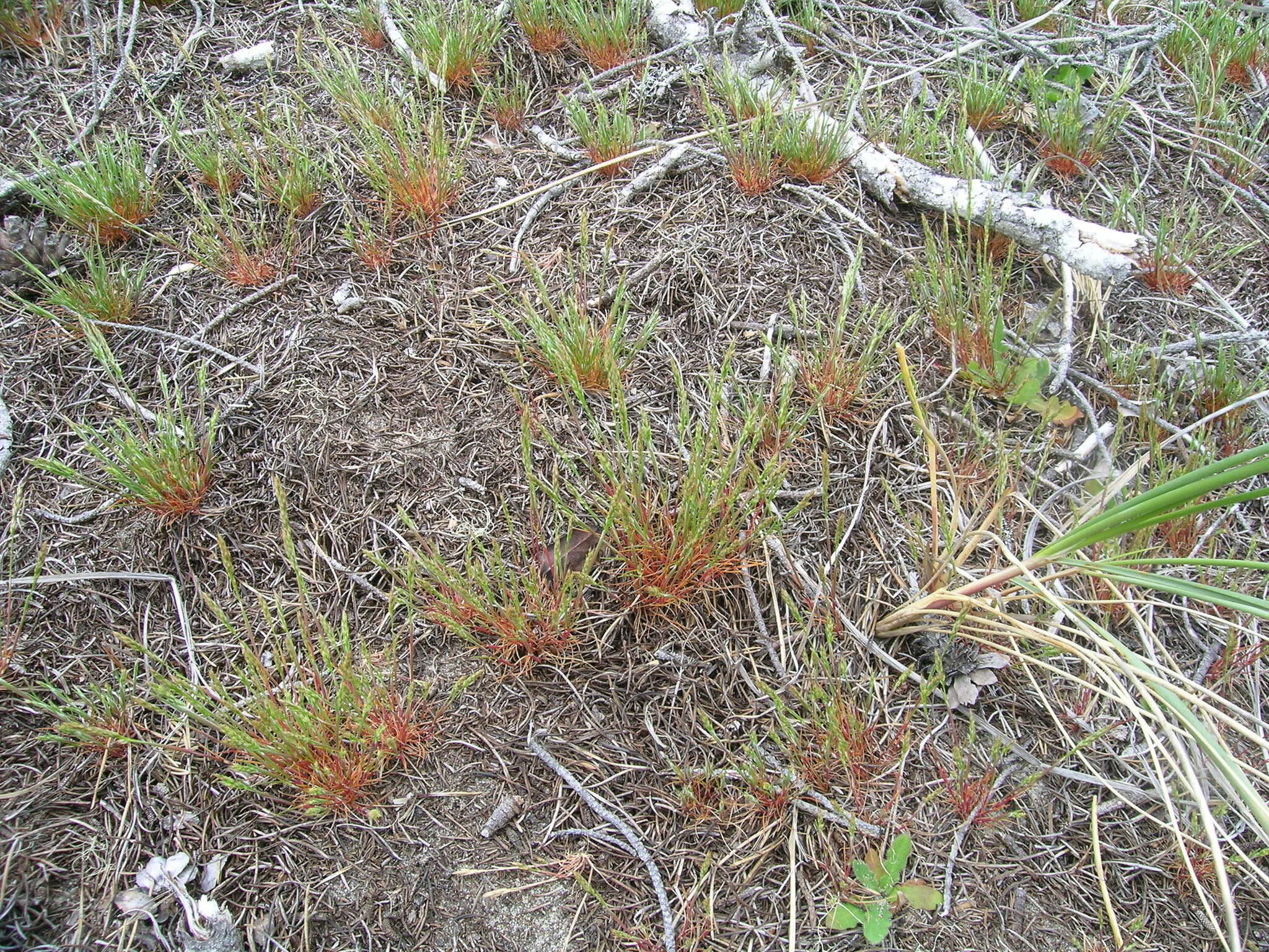 Image of early hair-grass