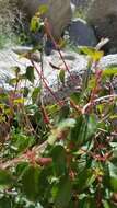 Image of California copperleaf