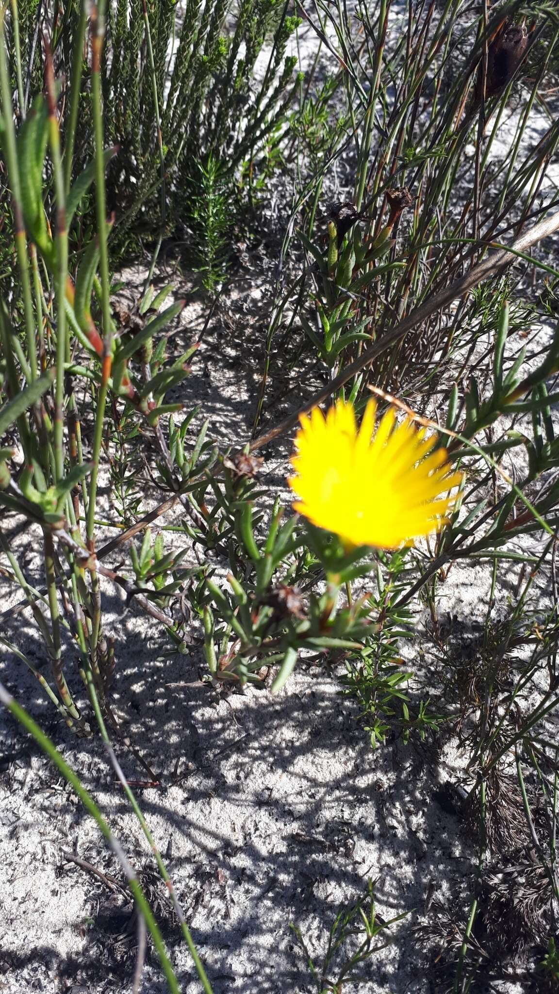 Image of Lampranthus explanatus (L. Bol.) N. E. Br.