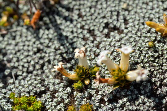 Image of Styphelia nana