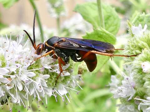 Image of Tachypompilus ferrugineus nigrescens