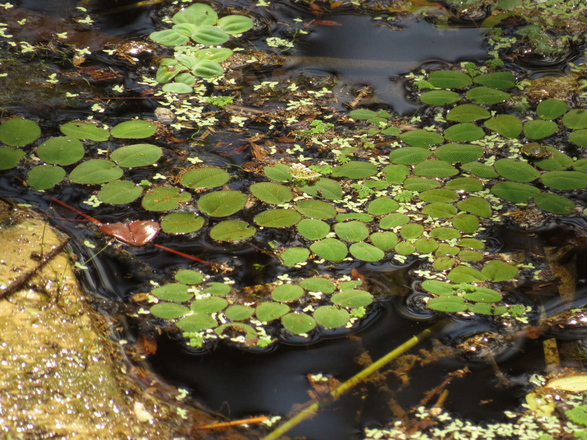 Image of eared watermoss