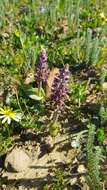 Image of Lachenalia elegans W. F. Barker