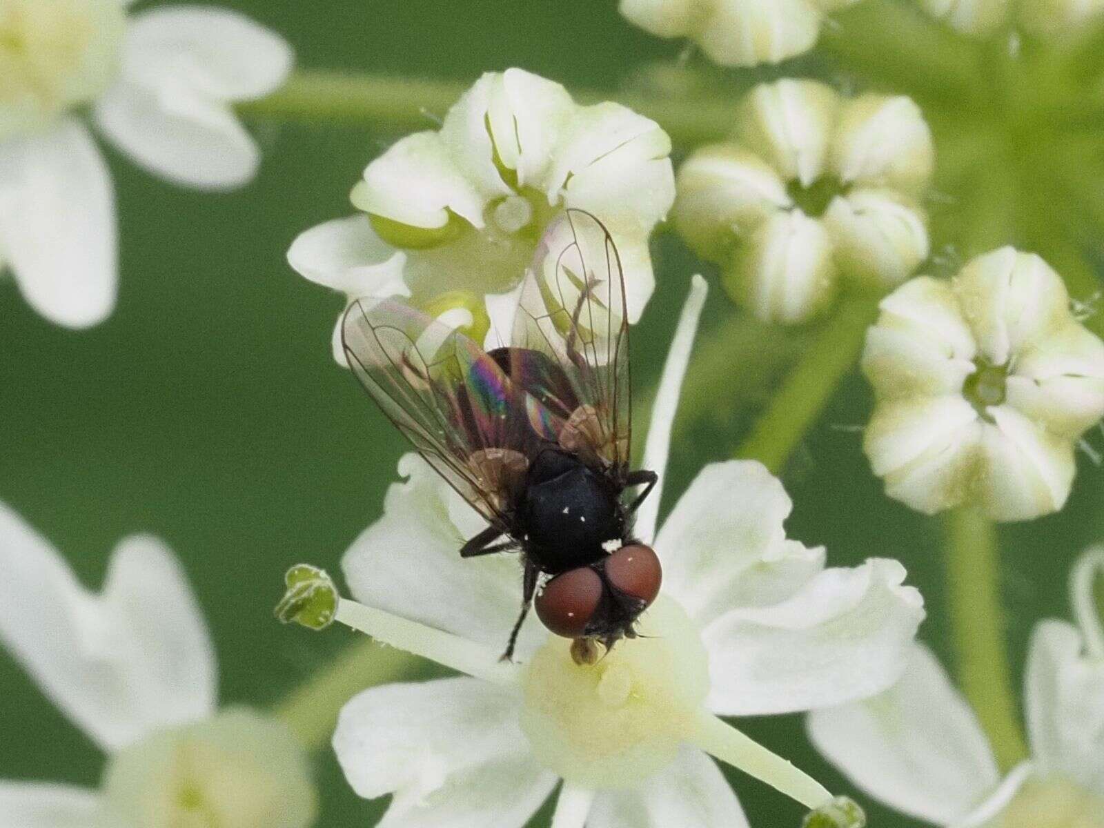 Image of Phasia barbifrons (Girschner 1887)