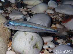 Image of Big-scale Sand Smelt