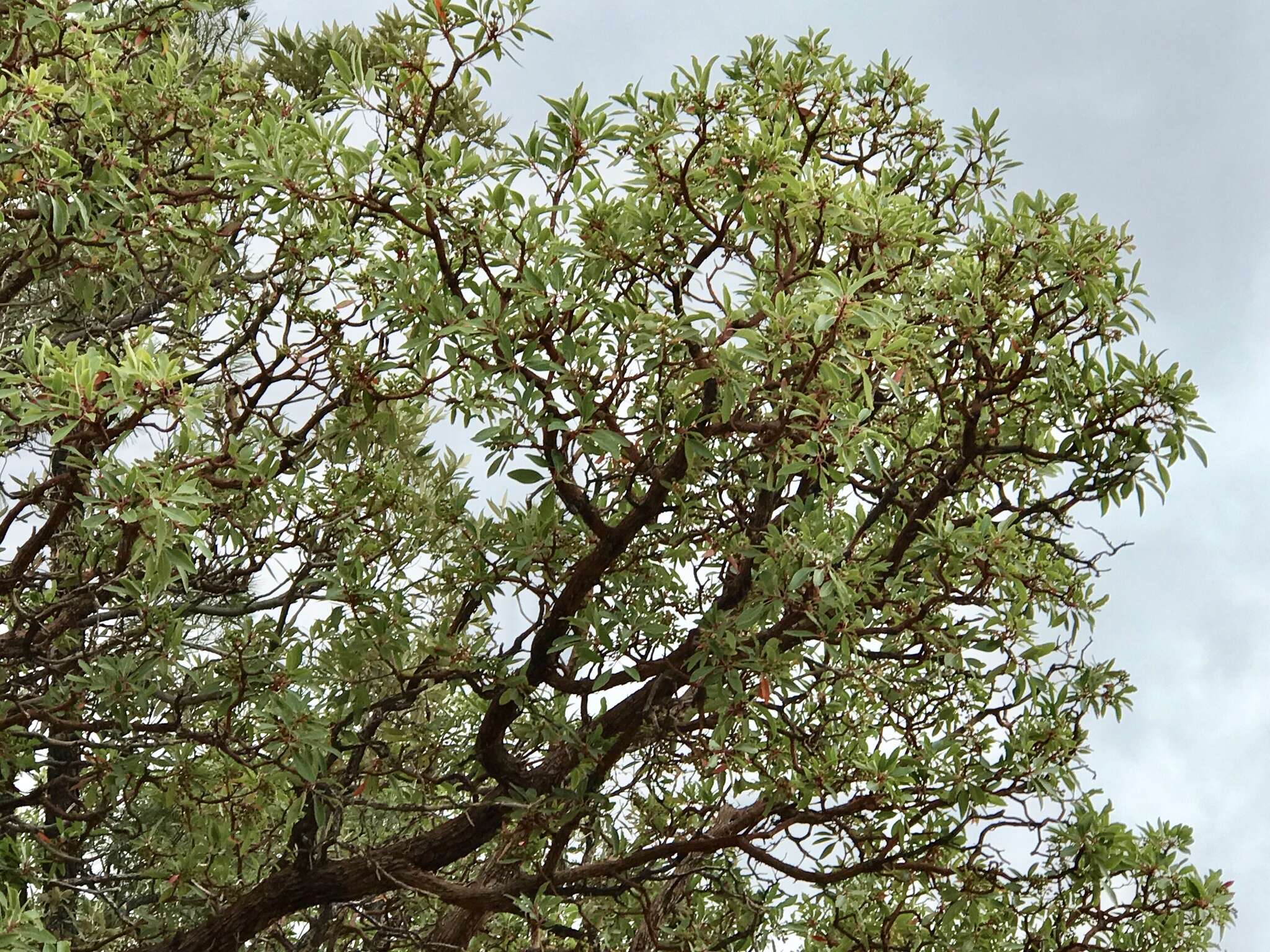 Image of Arizona madrone