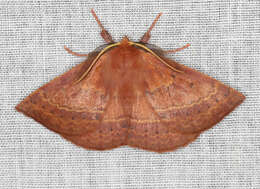 Anthela repleta (Walker 1855)的圖片