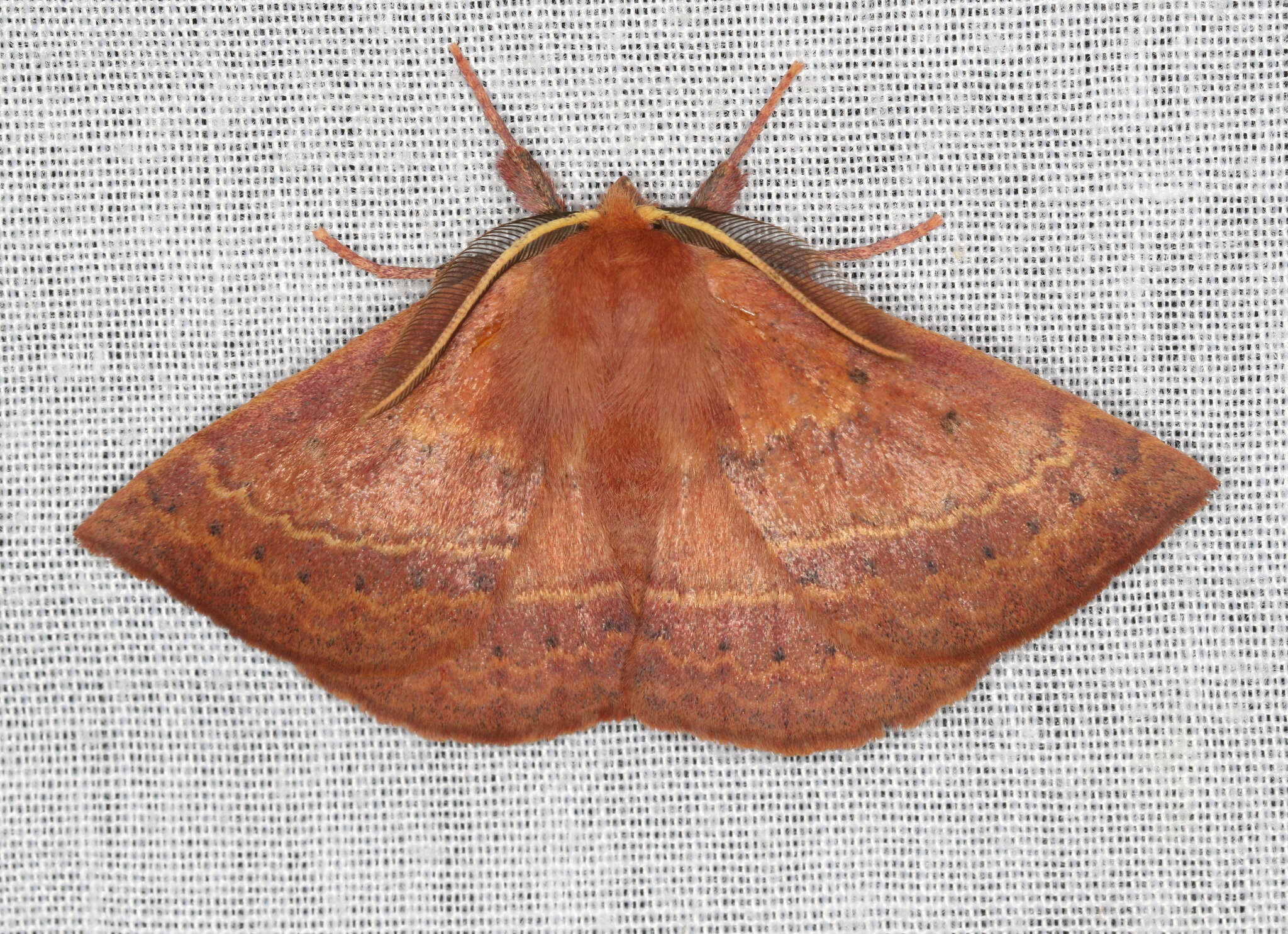 Anthela repleta (Walker 1855)的圖片