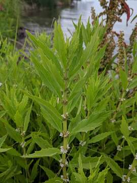 Image of rough bugleweed