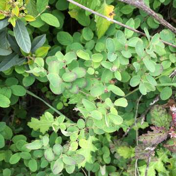 Image of creeping snowberry