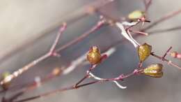 Imagem de Boerhavia triquetra S. Wats.