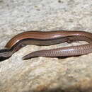 Image of Slender Mulch-skink