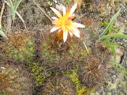 Image of Matucana aurantiaca (Vaupel) Buxb.