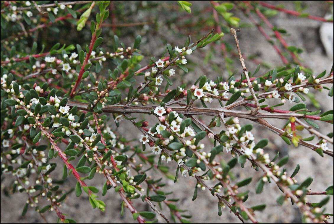 Thryptomene micrantha Hook. fil. resmi