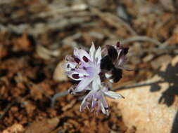 Image of autumn squill