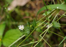 Image of Stellaria flaccida Hook.