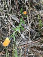 Sivun Polygala lutea L. kuva