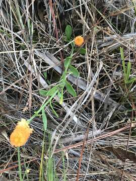 Sivun Polygala lutea L. kuva