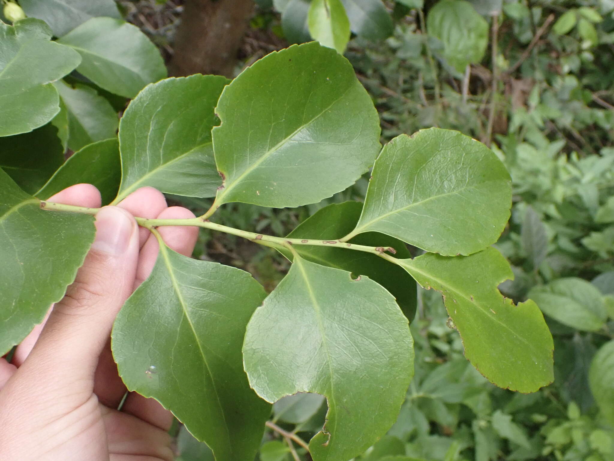 Plancia ëd Gymnosporia cassinoides (L'Hér.) Masf.