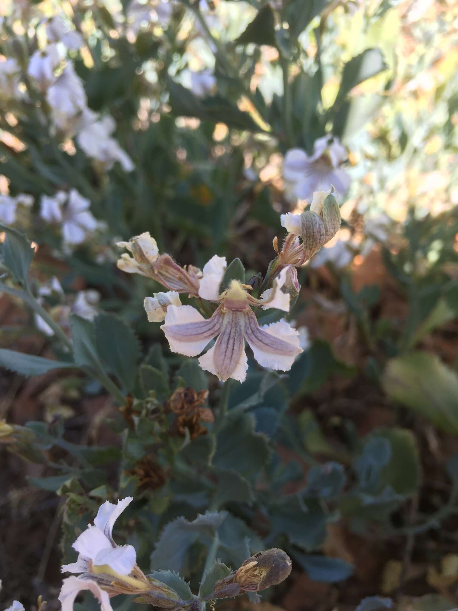 Image of Goodenia albiflora Schltdl.