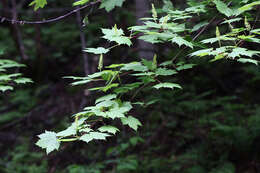 Imagem de Acer caudatum Wall.