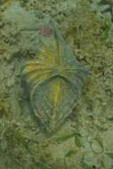 Image of China Clam