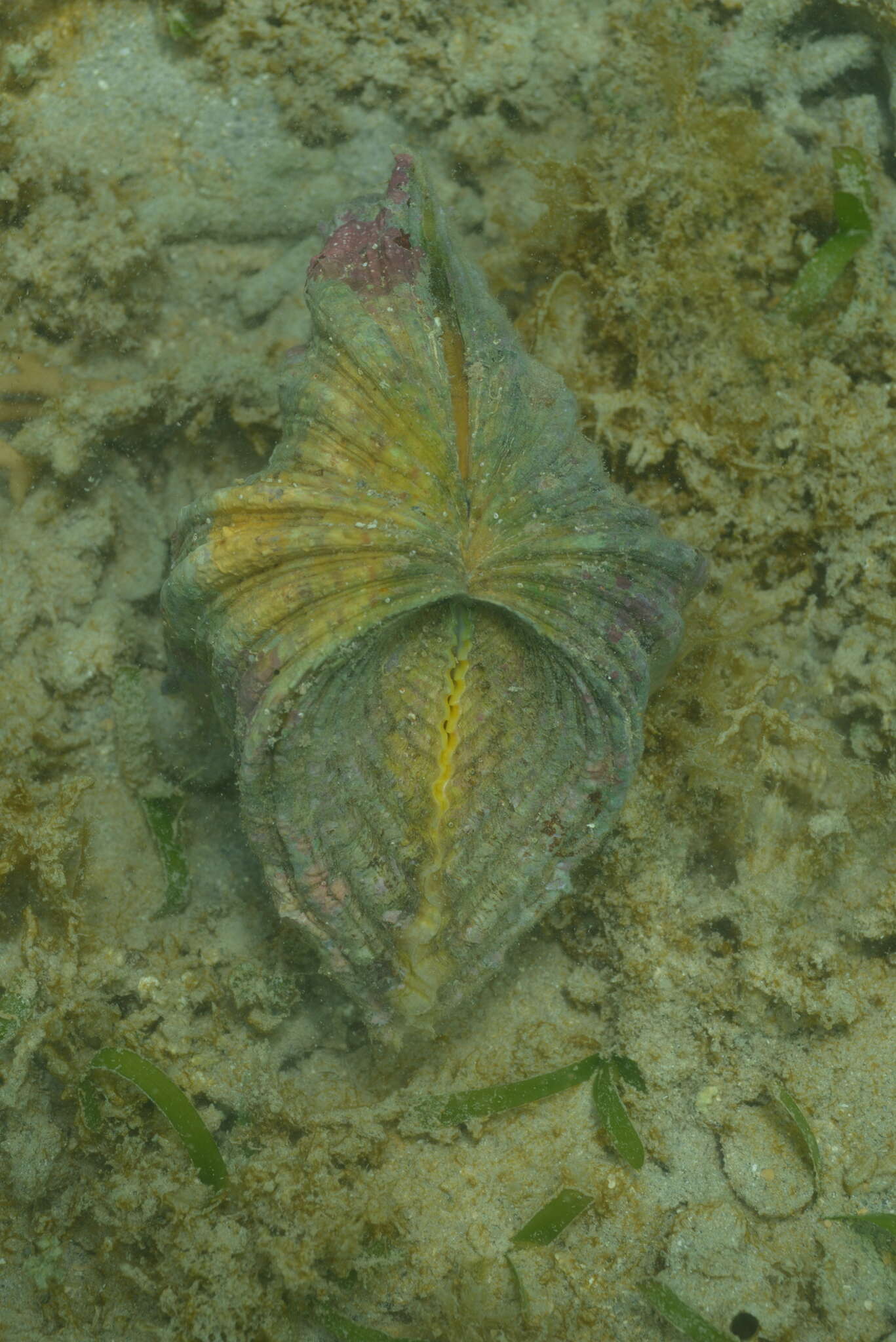 Image of China Clam