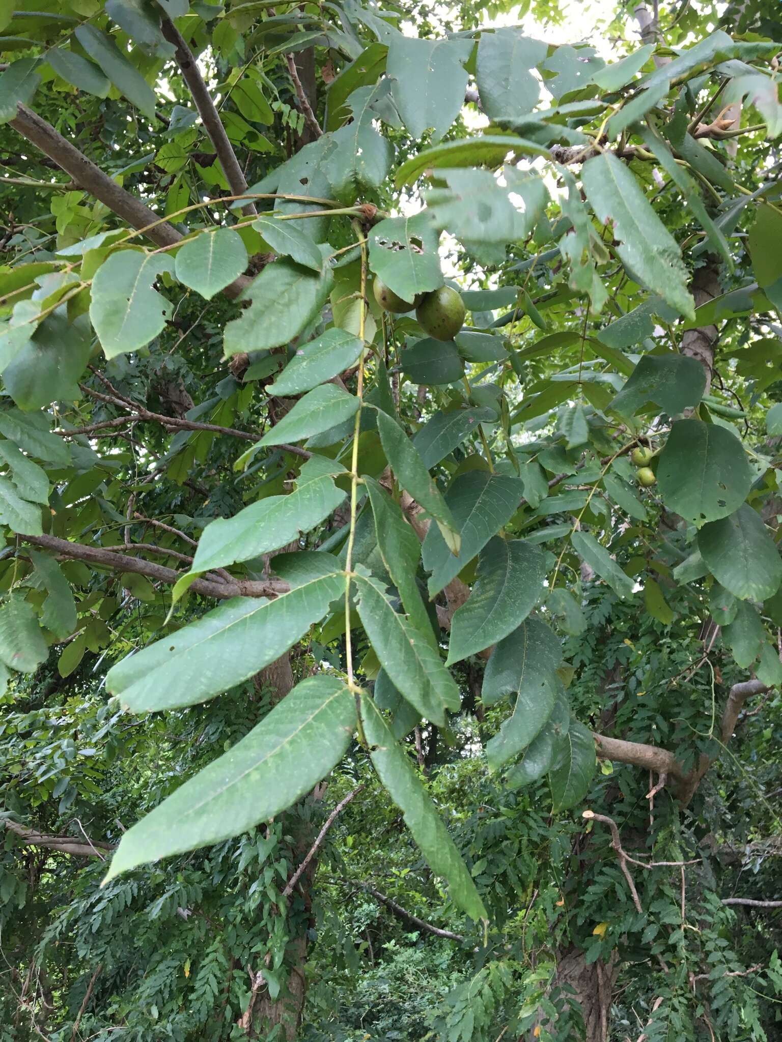 Image of Juglans ailanthifolia Carr.
