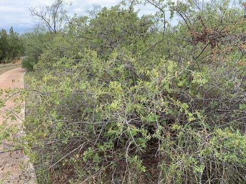 Rhus trilobata var. pilosissima Engl.的图像