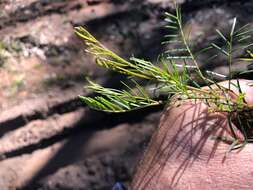 Image of Acacia muelleriana Maiden & R. T. Baker