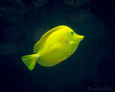 Image of Lemon Sailfin