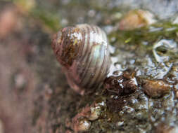 Image of Lirularia succincta (Carpenter 1864)