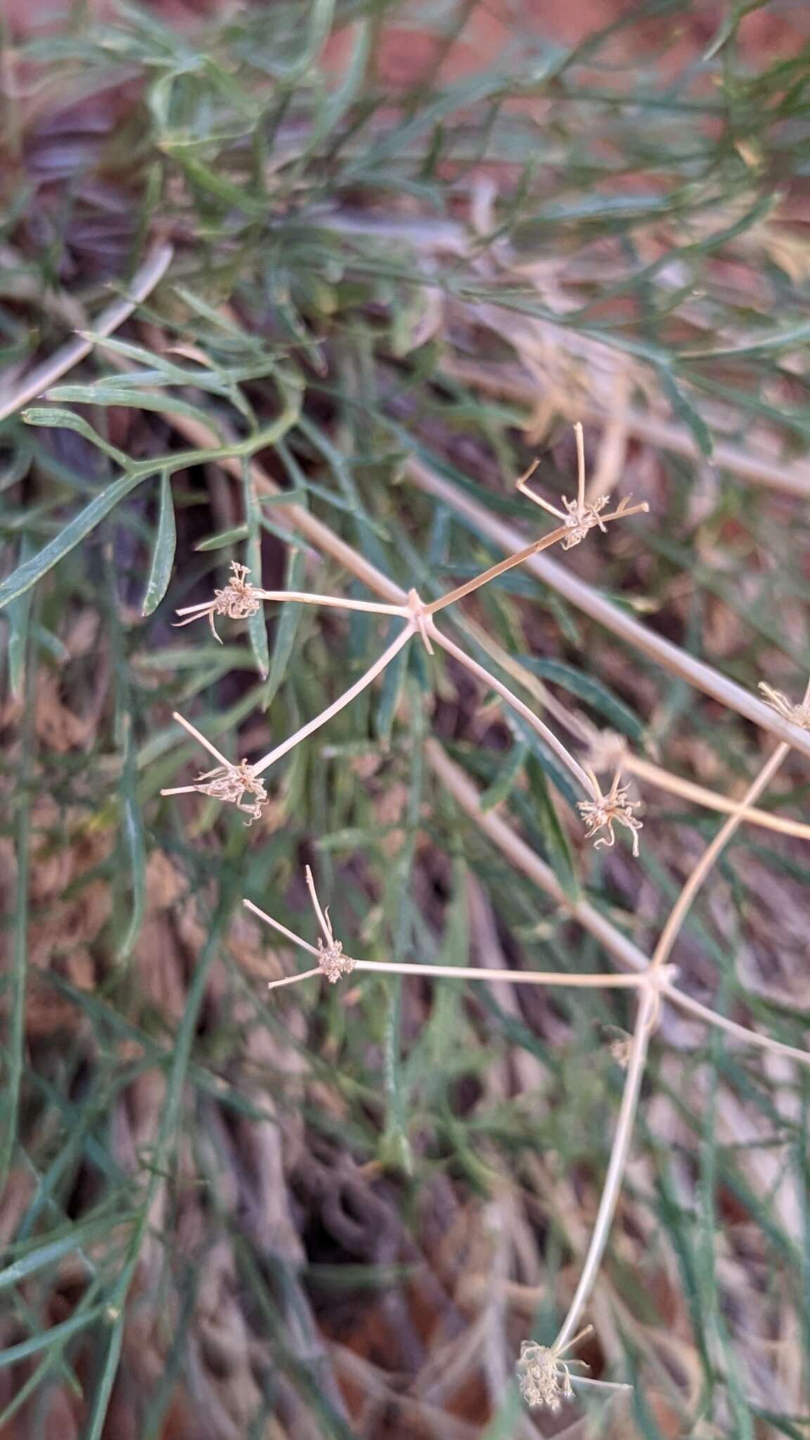 Image of alpine biscuitroot