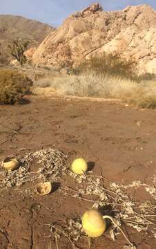 Image of coyote gourd