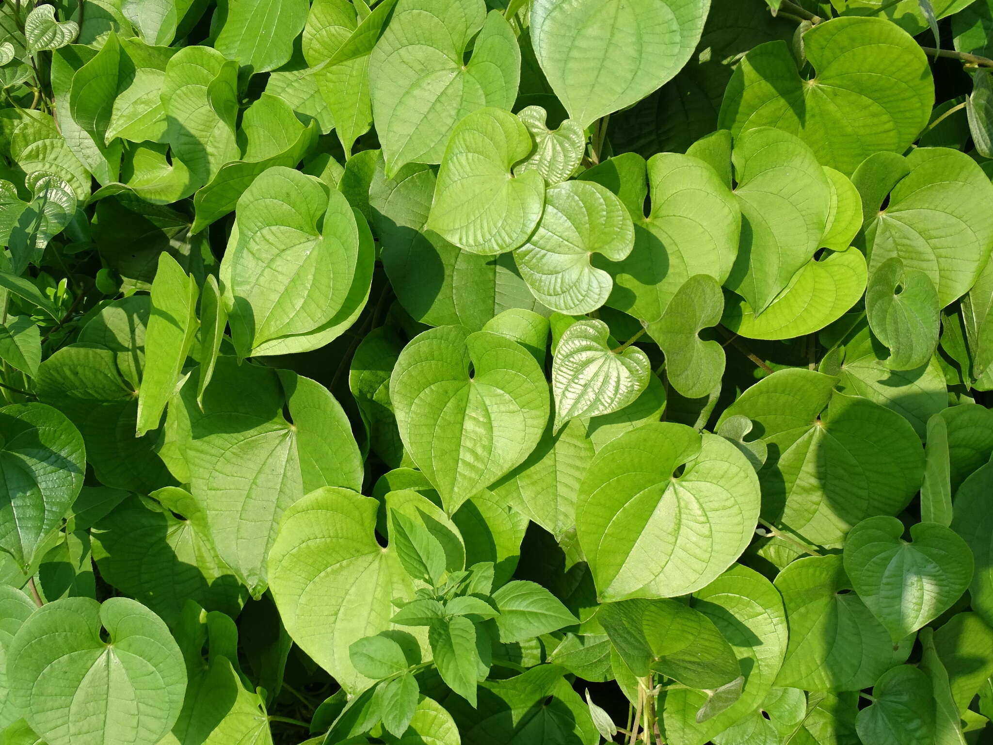 Dioscorea esculenta (Lour.) Burkill resmi