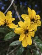 Image of Bidens rubifolia Kunth