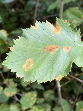 Image of Gymnosporangium globosum (Farl.) Farl. 1886