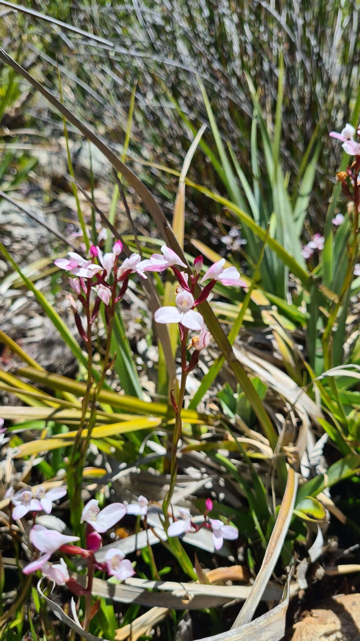 Imagem de Disa caulescens Lindl.