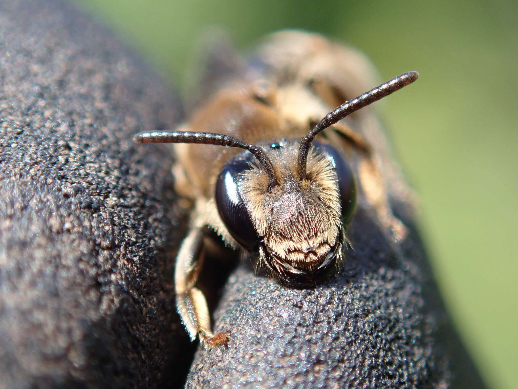 Image of Andrena pandellei Pérez 1895