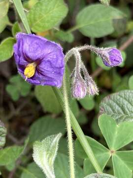 Image of Solanum caripense Humb. & Bonpl. ex Dun.