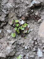 Image of lotus-leaved maidenhair fern