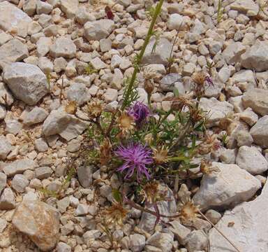 Слика од Centaurea glaberrima Tausch