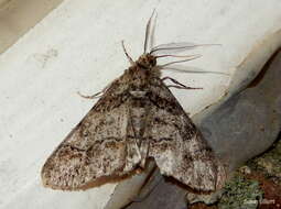 Image of Double-lined Gray Moth