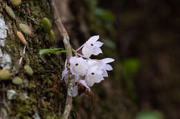 Image of Dendrobium linguella Rchb. fil.